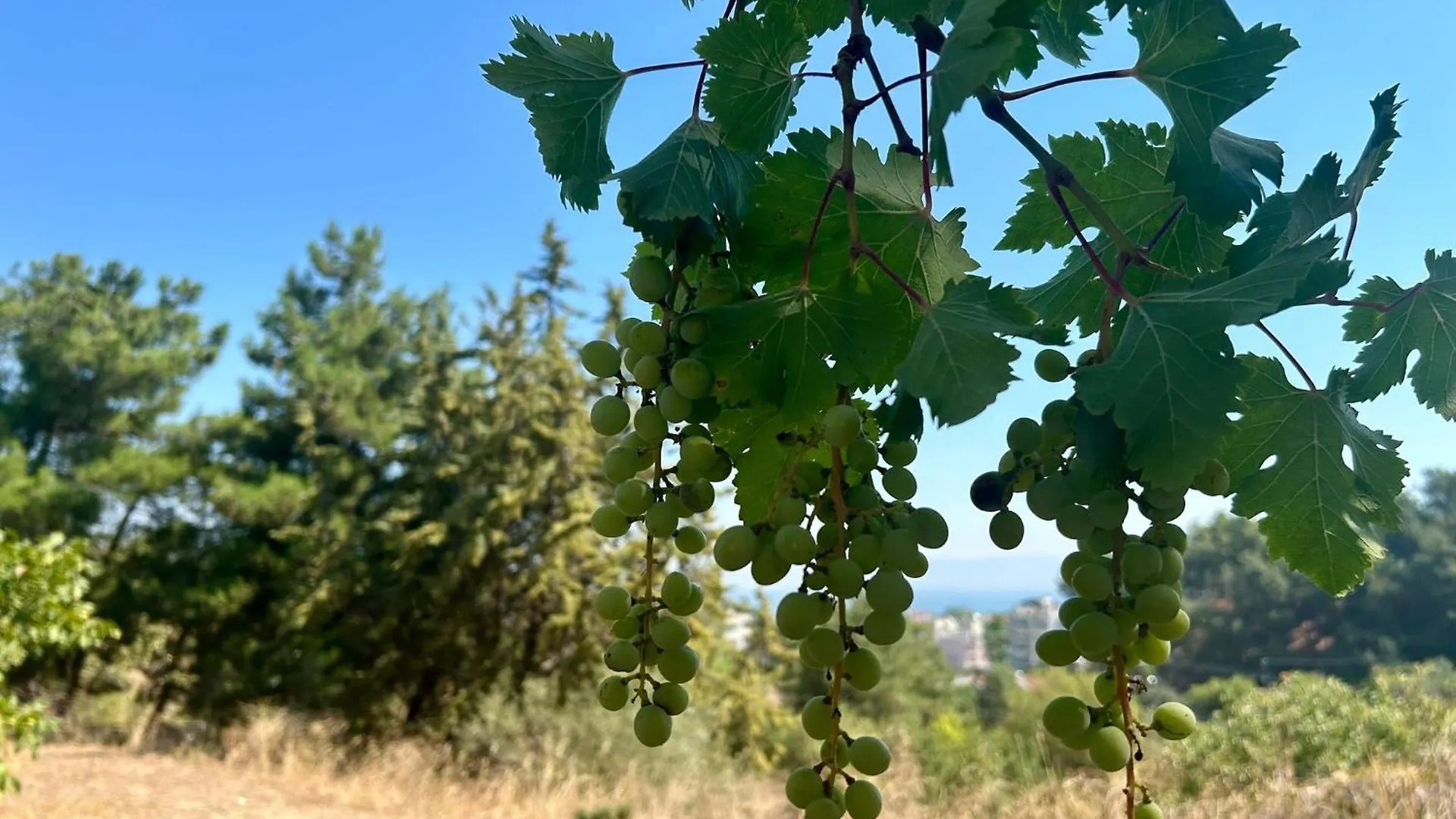 Little Villa - Walk To The Beach Thessaloniki Greece